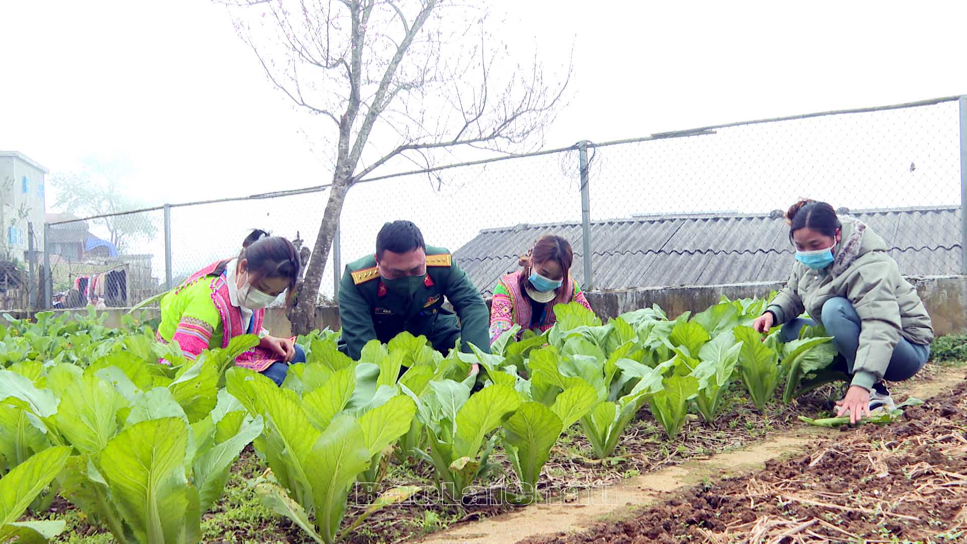 ...Hướng dẫn người dân tận dụng diện tích đất gần nhà trồng rau xanh cải thiện bữa ăn hàng ngày. 